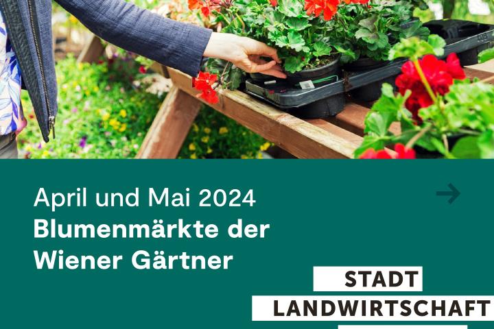 Blumenmärkte in Wien 2024